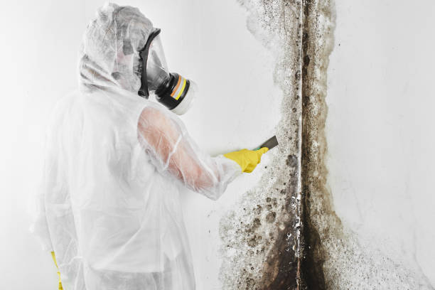 Best Health and Safety Mold Remediation in Pratt, KS