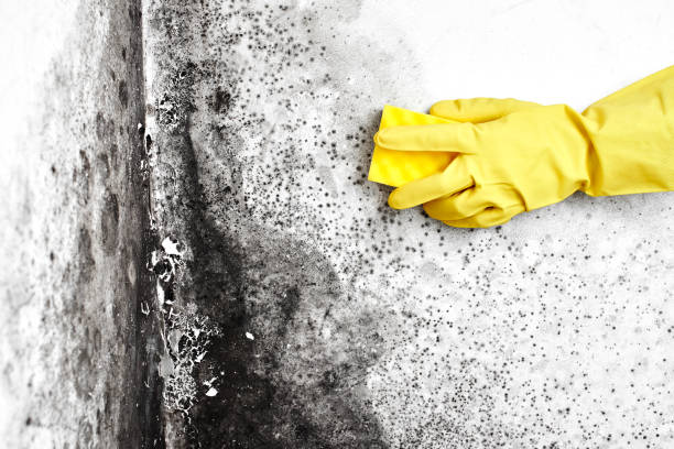 Best Kitchen Mold Remediation in Pratt, KS